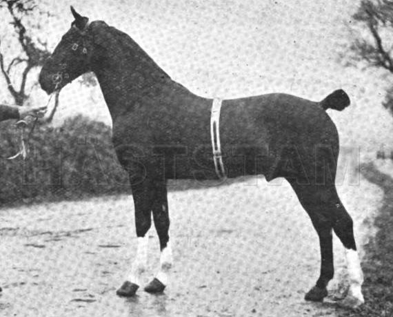 Adbolton Sherwood Forester