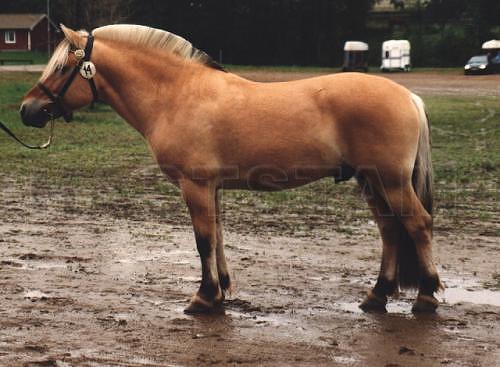 Allman