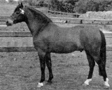 Godolphin Gaytime 