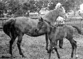 Rose of Mirage ox