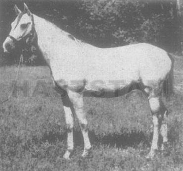 Kharif ox
