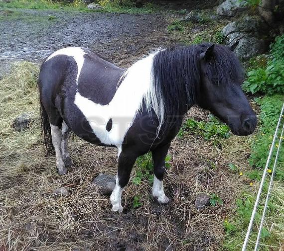 Sverkerstorps Ballerina