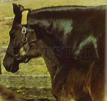 Mona ox