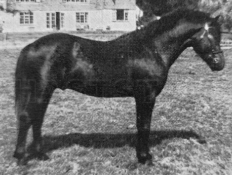 Russell Flash O'Bronze