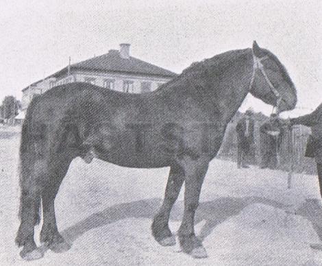Arnesen