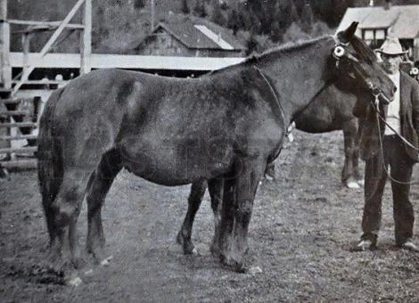 Skjoldis