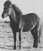 Ófeigur frá Heiði IS1950157139