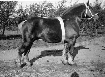 Gurdon