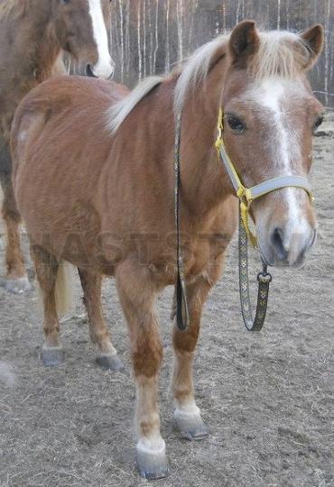 Rustibus