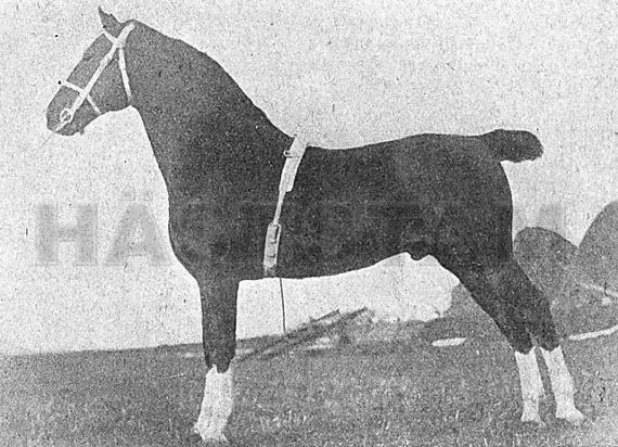 St Leger 2nd