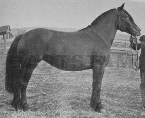 Heidna