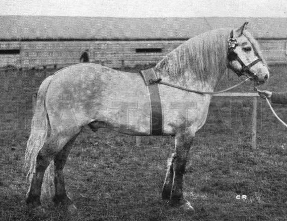 Faillie Rover