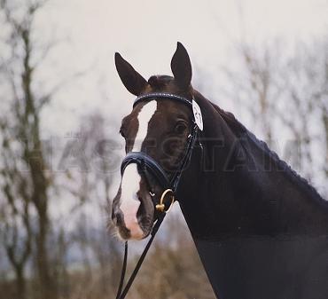 Blue Hors Don Schufro