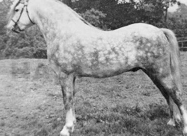 Skellorn Bracken