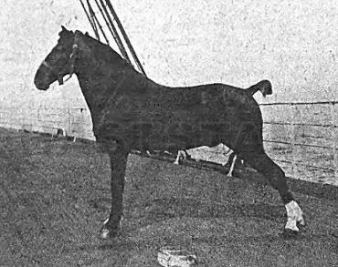 Moordale Flyer
