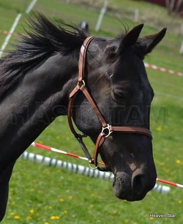 Heaven Star (DK)