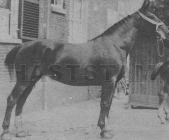 Nella IV