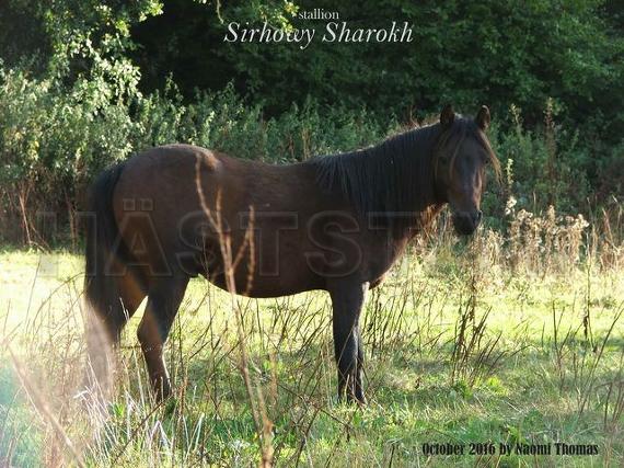 Sirhowy Sharokh