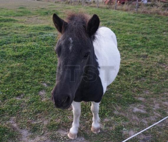 Bimlis Meredith Mystråle