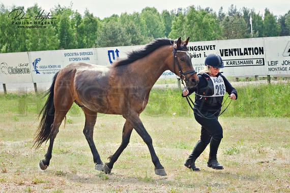 Etiopian Five ox