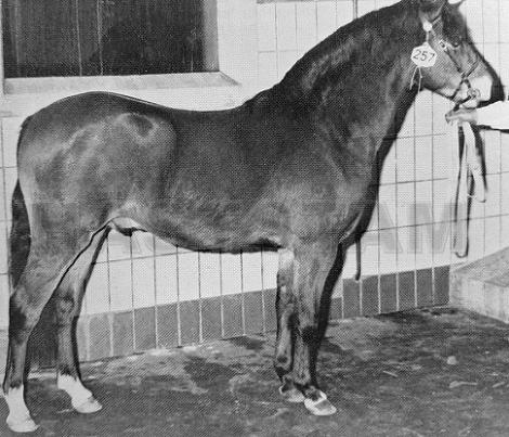 Kittisford Prince Consort