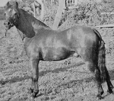 Burstye Flavius 
