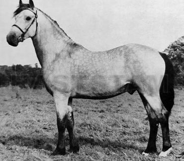 Brynymor Comet