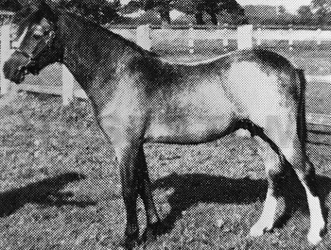Baledon Morning Star