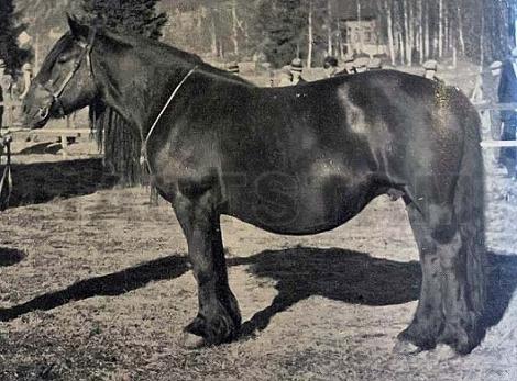Norröna