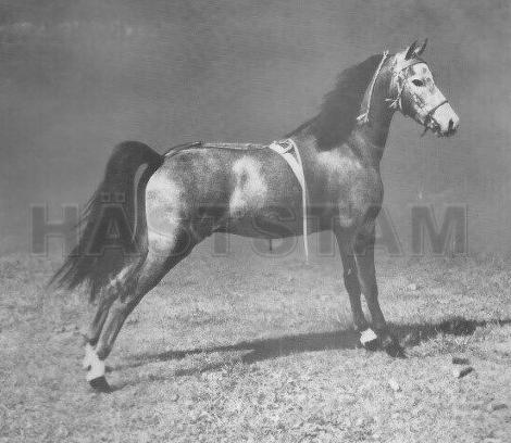 Silver Manes Mercury Cody
