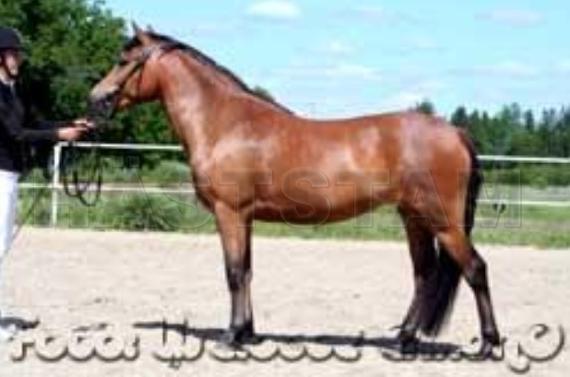 Stigfurs Stella Nova