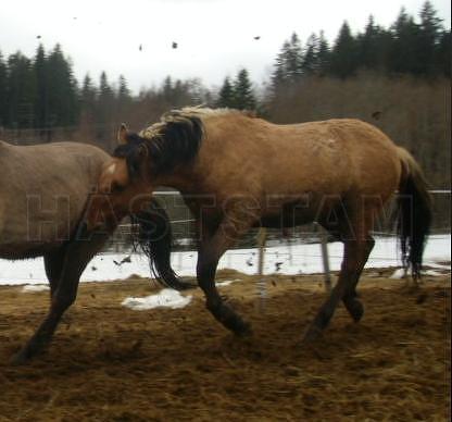 Dobri