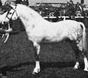 Whatton Spritely