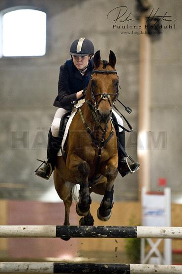 Wagabond ox