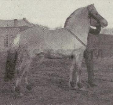 Herse