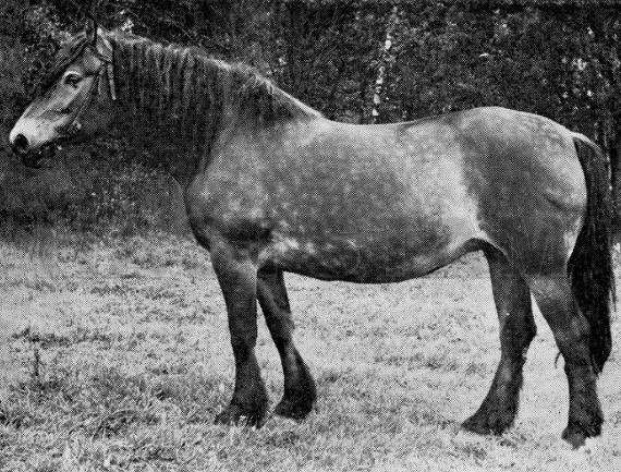 Jänta