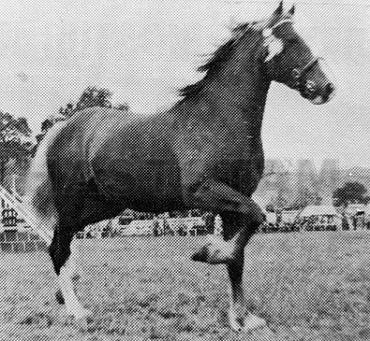 Geraint Brynawelon