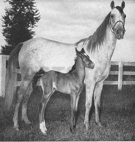 Felita ox