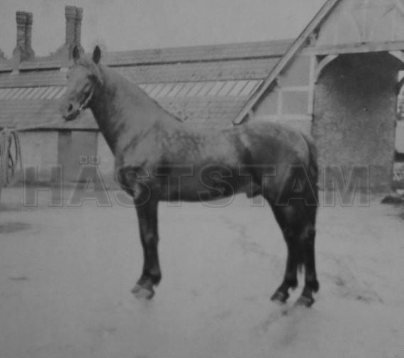 Scagglethorpe Victor