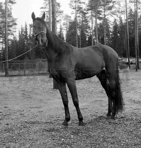 Caballero