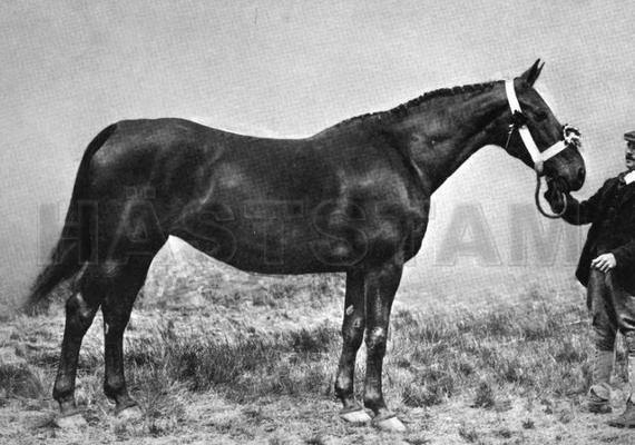 Rillington Attraction