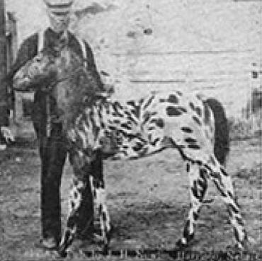 Johnny Spot