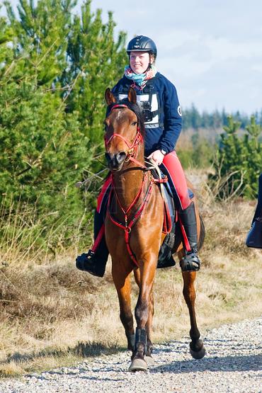 Lauges Galant Falkhan ox