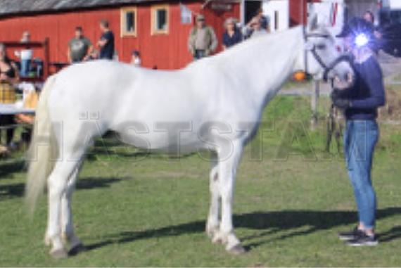 Holmtebo Eileen