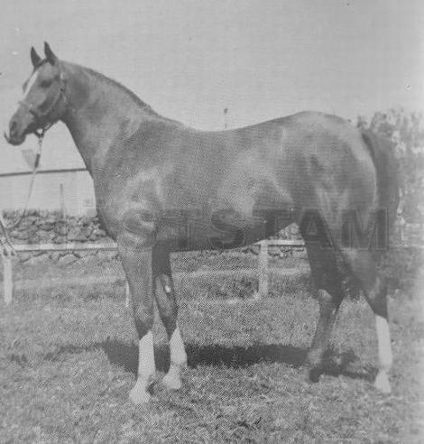 Contessa ox