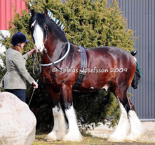 King Size Sir Winston