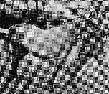 Colbeach Lady Levanne