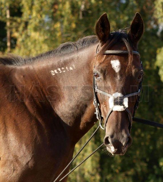 Armstrong (DK)