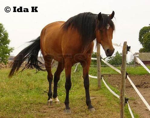 Scandinavian Lady Grace
