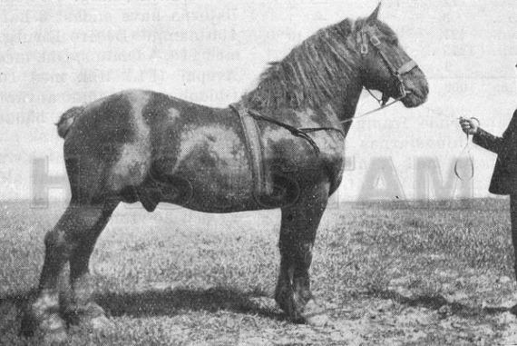Jeannot de Luth